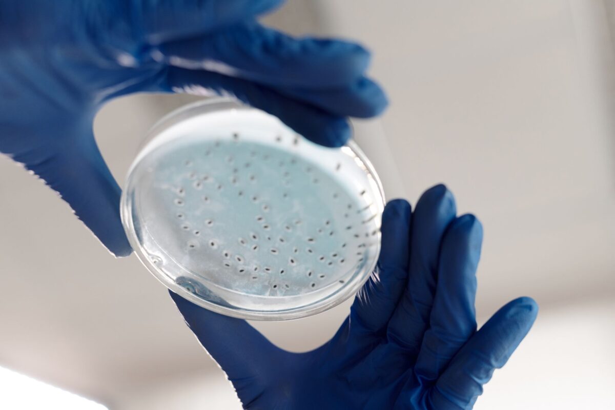 microbiote intestinal bouclier cas usage profil