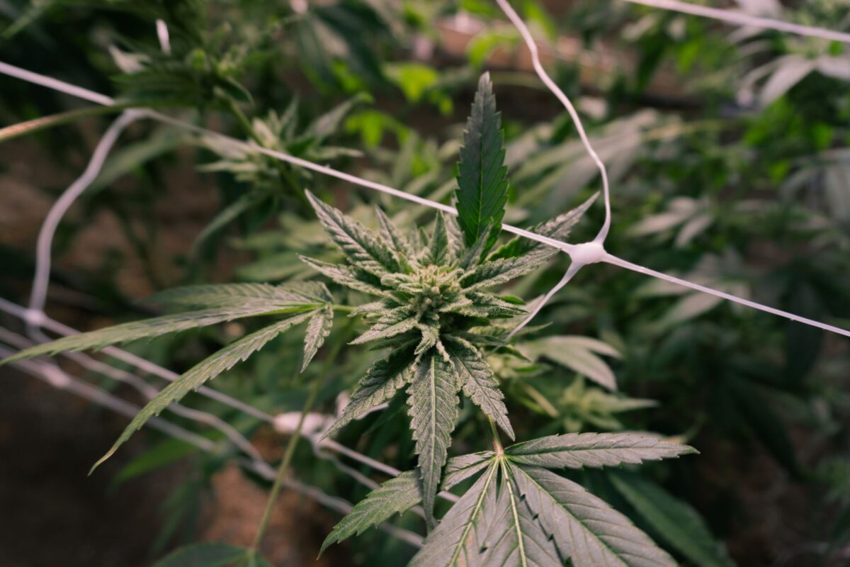 fleur cbd reconnaître erreurs fréquentes éviter